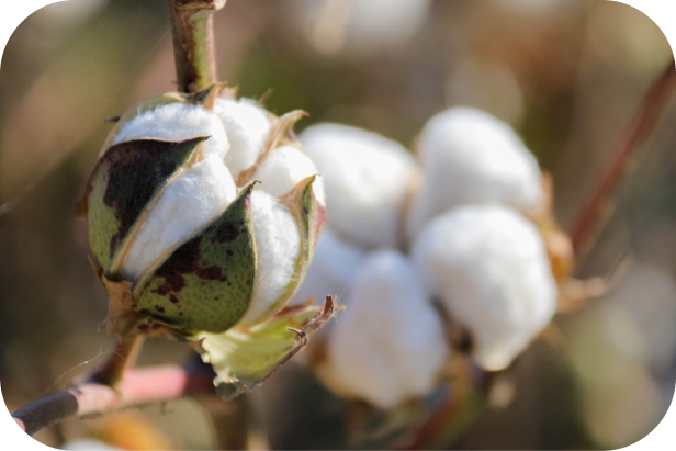 Gossypium herbaceum, la planta de la que se obtienen las fibras de Caboki